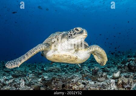 Tortue verte, Chelonia mydas, atoll sud masculin, Océan Indien, Maldives Banque D'Images
