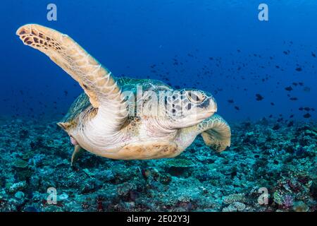 Tortue verte, Chelonia mydas, atoll sud masculin, Océan Indien, Maldives Banque D'Images
