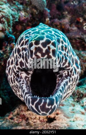 Gymnothorax favagineus murène, Honeycomb, North Male Atoll, Maldives, océan Indien Banque D'Images