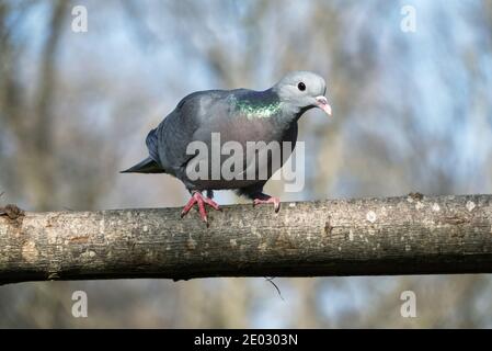 Gros plan de beau pigeon debout sur le tronc d'arbre avec flou arrière-plan Banque D'Images