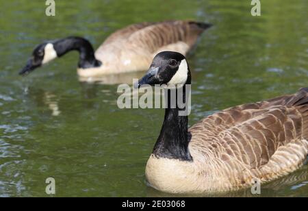 Une paire d'oies du Canada sur l'eau du parc Poole, à la recherche de leur alimentation quotidienne. Banque D'Images