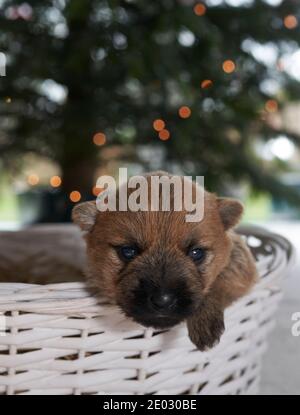 Mignon Cairn Terrier chiot dans un panier sous un arbre de Noël dans le salon familial. Banque D'Images