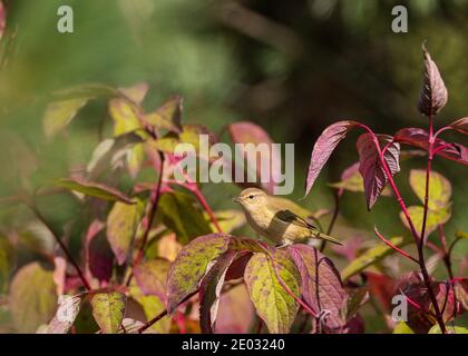 Chiffbup (Phylloscopus collybita) parmi les branches de cornouiller à barbelés rouges à l'automne, Podlaskie Voivodeship, Pologne, Europe Banque D'Images