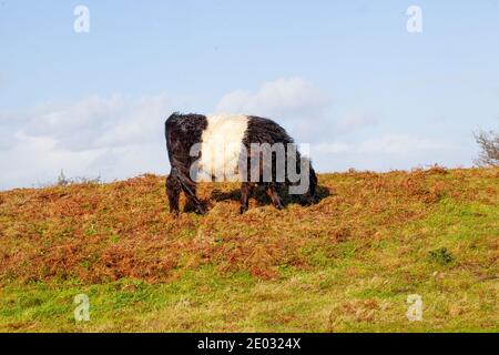 Le Galloway Belted est une race écossaise traditionnelle de bovins de boucherie. Banque D'Images