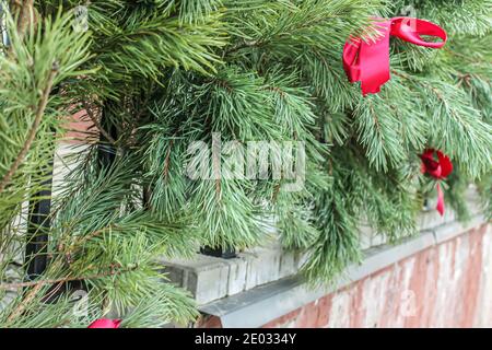 Branches d'épinette verte attachées avec un ruban rouge Banque D'Images