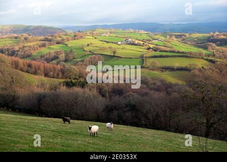 Mouton gallois dans le paysage de champ en hiver décembre 2020 dans Carmarthenshire Dyfed pays de Galles Royaume-Uni KATHY DEWITT Banque D'Images