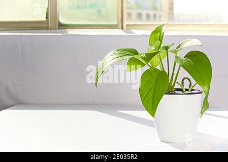 La lumière du soleil brille sur le pothos doré à travers la fenêtre, plante ornementale intérieure Banque D'Images