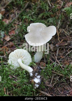 Tricholoma inamoenum, connu sous le nom de Knight, gazeuses de la Finlande aux champignons sauvages Banque D'Images