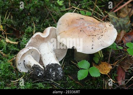 Hebeloma sinapizans, communément connu sous le nom de Hebeloma à tige rugueuse ou d'empoisonnette amère, champignon sauvage de Finlande Banque D'Images