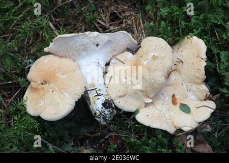 Hydnum repandum, connu sous le nom de dent douce, de champignon de hérisson ou de champignon de hérisson en bois, champignon de dent sauvage de Finlande Banque D'Images