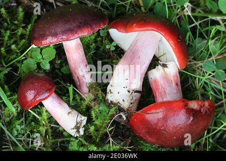 Russula rhodopus, un champignon brittlegill rouge de Finlande sans nom anglais commun Banque D'Images