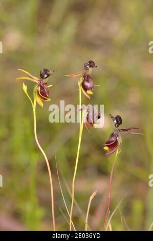 Grande orchidée de canard Caleana grandes orchidées photographiées en Tasmanie, en Australie Banque D'Images