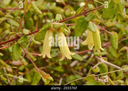 Corea Corea Correa refexa RUTACEAE photographié en Tasmanie, en Australie Banque D'Images