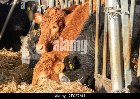 entreposer les troupeaux de bovins se nourrissant d'ensilage à la ferme de northumberland Banque D'Images