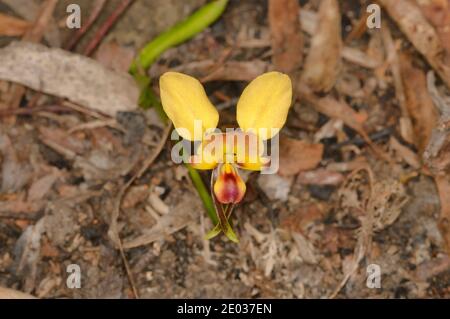 Orchid de Wallflower de l'est Diuris orientis Orchidaceae photographié en Tasmanie, Australie Banque D'Images