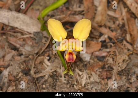 Orchid de Wallflower de l'est Diuris orientis Orchidaceae photographié en Tasmanie, Australie Banque D'Images