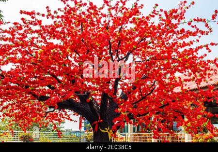 Arbre de Tabaek dans le district de si Racha Thaïlande Asie du Sud-est Banque D'Images