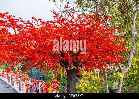 Arbre de Tabaek dans le district de si Racha Thaïlande Asie du Sud-est Banque D'Images