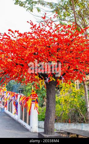 Arbre de Tabaek dans le district de si Racha Thaïlande Asie du Sud-est Banque D'Images