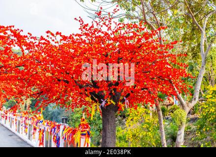 Arbre de Tabaek dans le district de si Racha Thaïlande Asie du Sud-est Banque D'Images