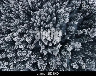 Vue aérienne sur la forêt des merveilles de l'hiver. Paysage d'hiver enneigé. Forêt d'épicéa Green Deal européen. Vue plongeante. Arrière-plan d'hiver. Banque D'Images