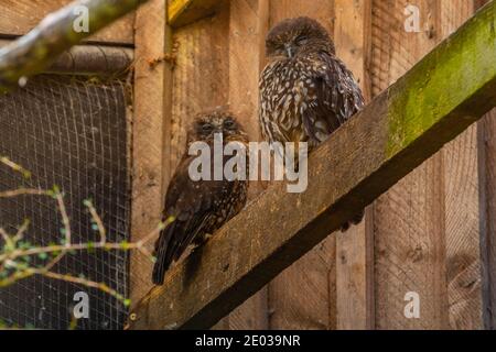 Moreporc au parc d'oiseaux Kiwi à Queenstown, Nouvelle-Zélande Banque D'Images