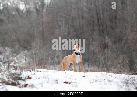 Portrait d'un magnifique chien terrier du staffordshire dans la scène de la nature d'hiver. Mode de vie actif, randonnée et trekking avec les animaux en saison froide, à faire Banque D'Images