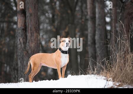 Portrait d'un magnifique chien terrier du staffordshire dans la forêt d'hiver. Mode de vie actif, randonnée et trekking avec les animaux en saison froide, avec des chiens Banque D'Images