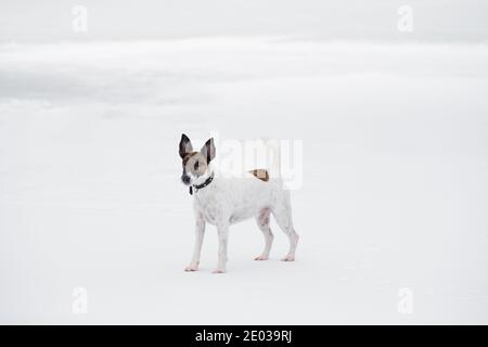 Chien de terrier renard dans le cadre blanc enneigé. Passer du temps à l'extérieur avec les chiens en hiver, en saison froide, en mode de vie actif avec les animaux de compagnie Banque D'Images