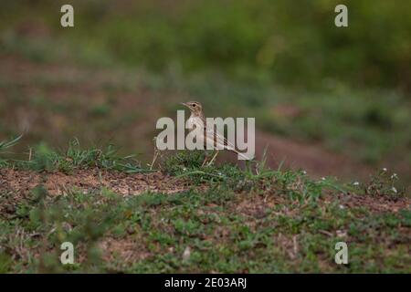 Paddyfield pipit debout près des prairies Banque D'Images