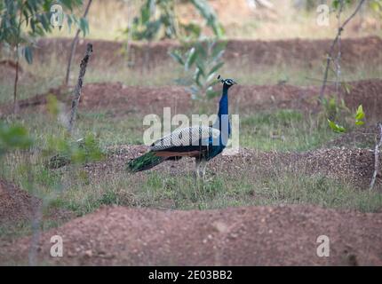 Peacock errant sauvage dans un champ ouvert Banque D'Images