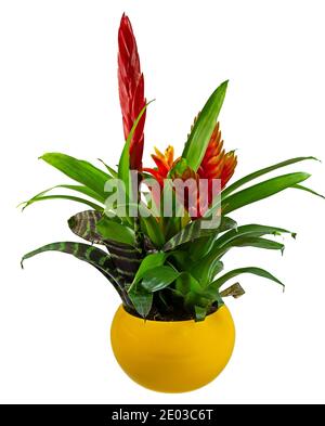 Gros plan d'une fleur de bromélie en pot isolée Banque D'Images