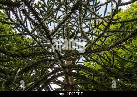 Un gros plan d'un arbre de puzzle singe à Kew Gardens,Londres,Angleterre,Royaume-Uni Banque D'Images