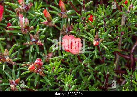 Mousse rose, Praktportlak (Portulaca grandiflora) Banque D'Images