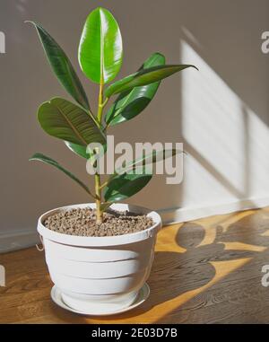 Soleil sur le ficus elastica en pot, plante ornementale d'intérieur, figue de caoutchouc Banque D'Images