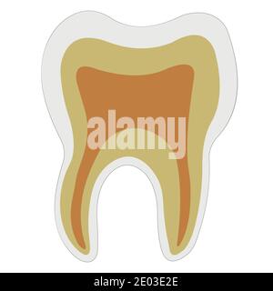 Forme anatomique dentine dentaire pulpe d'émail, logo vectoriel structure dentaire pour clinique dentaire Illustration de Vecteur
