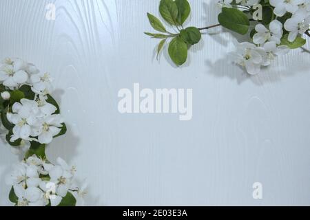 Fleurs de poire d'intérieur sur fond de bois blanc, concept de ressort, espace de copie Banque D'Images