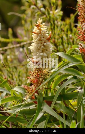 Ananas Candle Heath ( Leaf Richea, Dragon Heath) Richea dracophylla Epacridaceae endémique de Tasmanie, Australie Banque D'Images