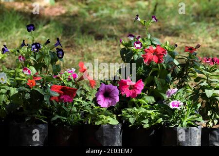 Jardin fleuri multicolore variété de fleurs de Petunia inclut des pétunia de célébrité rose, pétunia de picotée blanche, pétunias de bicolores mixtes violets au milieu de gr Banque D'Images