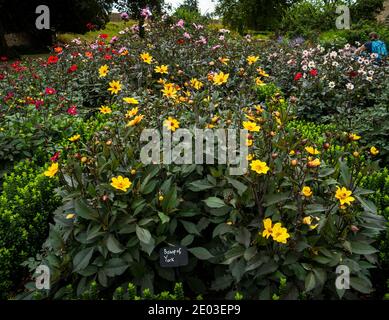 Lit de fleurs de Dahlias avec la variété jaune Bishop of York à l'avant, Bishop's Palace and Gardens, Wells, Somerset, Angleterre, Royaume-Uni Banque D'Images