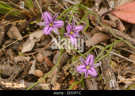 Twining Fringe Lily Thysanotus patersonii Liliaceae photographiée en Tasmanie, en Australie Banque D'Images