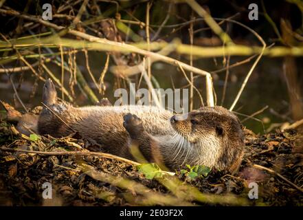 Europe Wild Otter se prélasser dans le soleil d'hiver Cliff Norton Alamy Banque D'Images