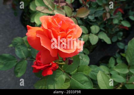 Gros plan d'une rose chinensis orange et rouge dans le jardin, belle fleur Banque D'Images