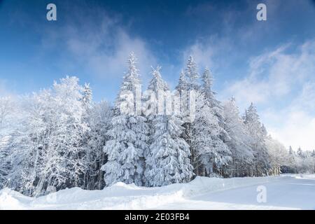 Faible angle d'arbres couverts de neige. Rime dur sur les pins dans la Forêt Noire, Allemagne Banque D'Images