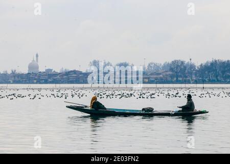 Srinagar, Inde. 29 décembre 2020. Des cuisiniers migrateurs flottent sur le lac Dal au milieu de la neige fraîche à Srinagar. Traversées de continents en troupeaux, certaines en rangées parallèles tandis que d'autres en forme de vagues, les différentes espèces d'oiseaux sont arrivés au Cachemire d'Europe, d'Asie centrale, de Chine et du Japon pour passer l'hiver dans les eaux de la vallée de l'Himalaya. (Photo par Adil Abass/Pacific Press) Credit: Pacific Press Media production Corp./Alay Live News Banque D'Images