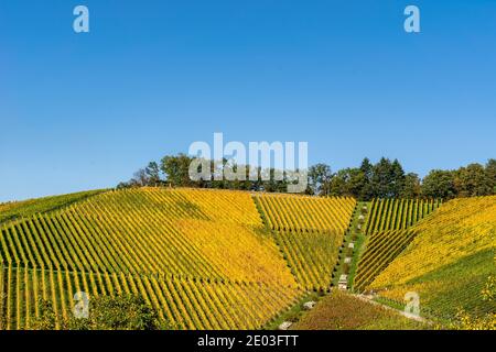 Scène viticole d'automne sur une colline sous ciel bleu, campagne agricole Banque D'Images