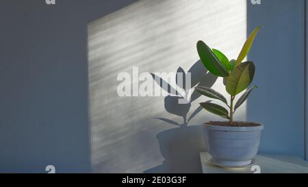 Ficus elastica, plante en pot, ombre de la paume de l'areca sur le mur, soleil à travers la fenêtre Banque D'Images