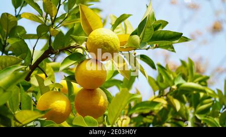 Oranges mûres accrochées aux branches au soleil, verger d'automne, saison de récolte Banque D'Images