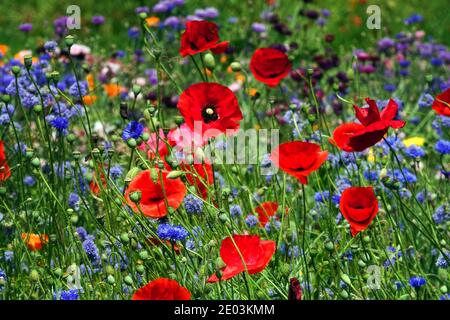 Fleurs sauvages bleues jardin Red Poppies Garden Wild Flowers Meadow Red Papaver rhoeas Red Poppy Field Coquelicot Blooms Blue Cornflowers Mixed Summer plants Banque D'Images
