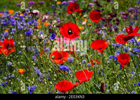 Maïs coquelicot rouge prairie fleur sauvage prairie coquelicots bleuet jardin coquelicot fleurs sauvages mélange jardin bordure été juin fleurs rouges bleues Papaver Banque D'Images